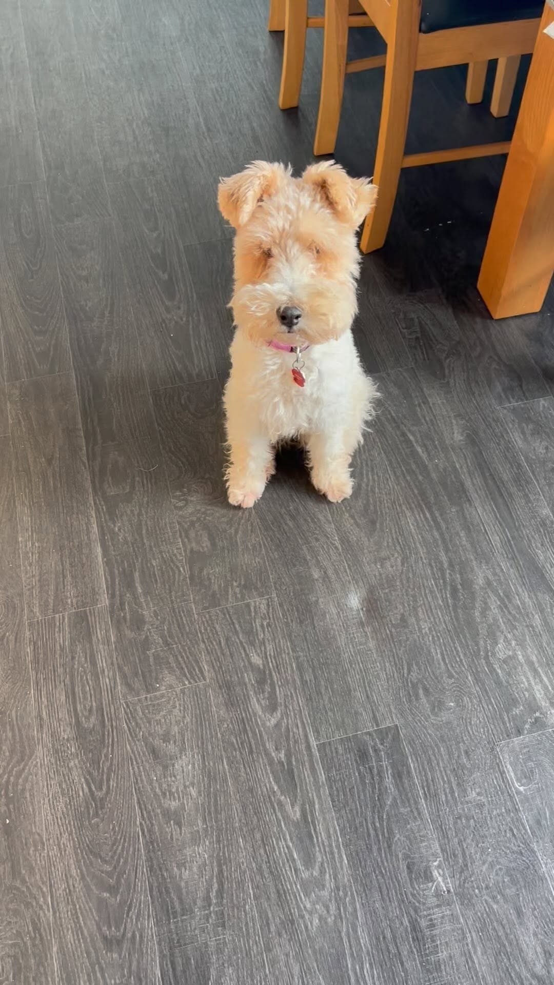 Post 1 by Bella the fox terrier on Instagram (video)