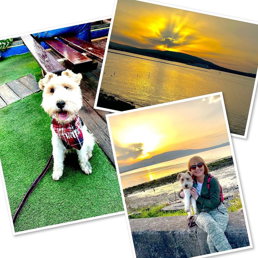 Post 3 by Bella the fox terrier on Instagram (image)
