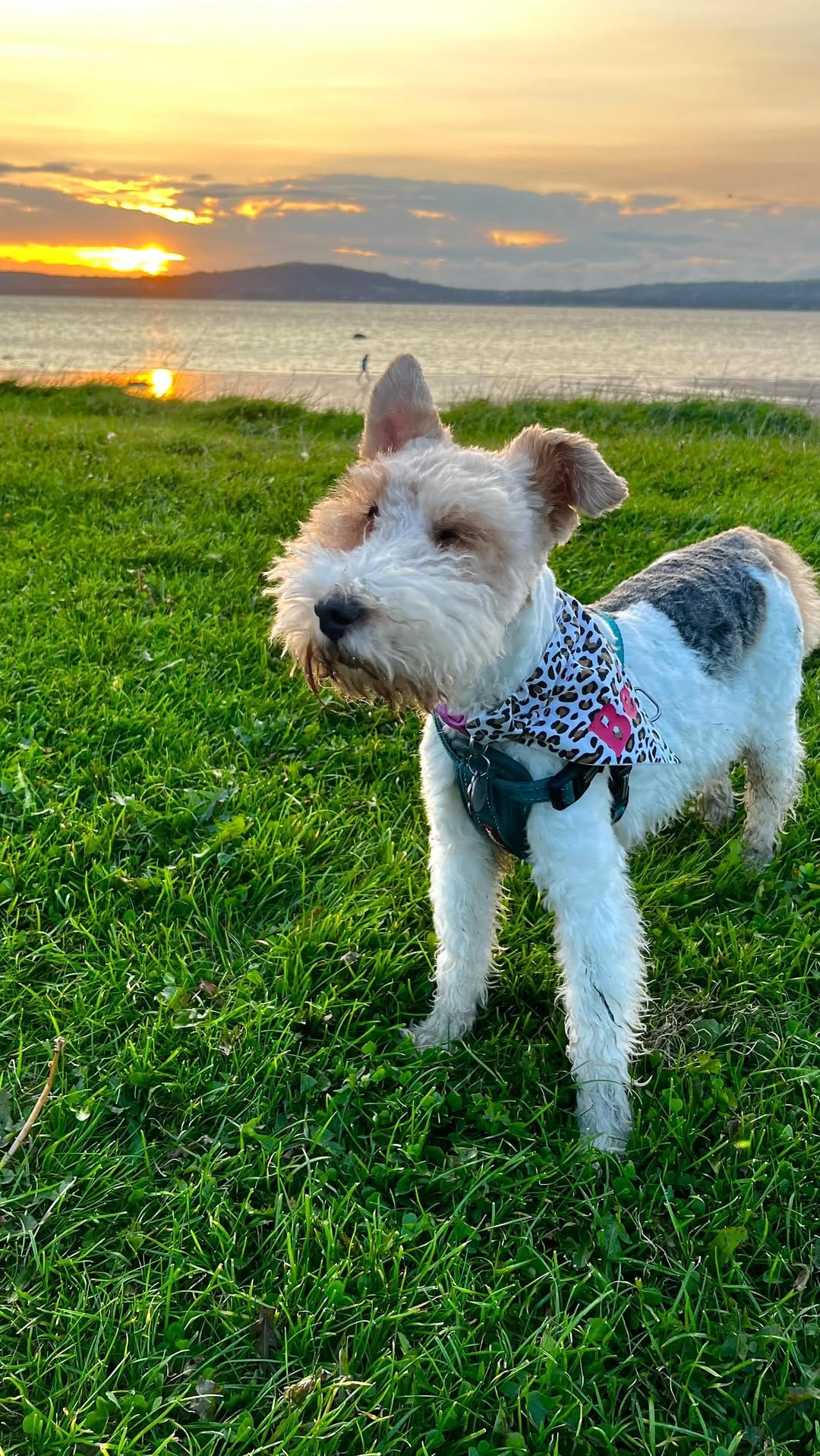 Post 10 by Bella the fox terrier on Instagram (video)