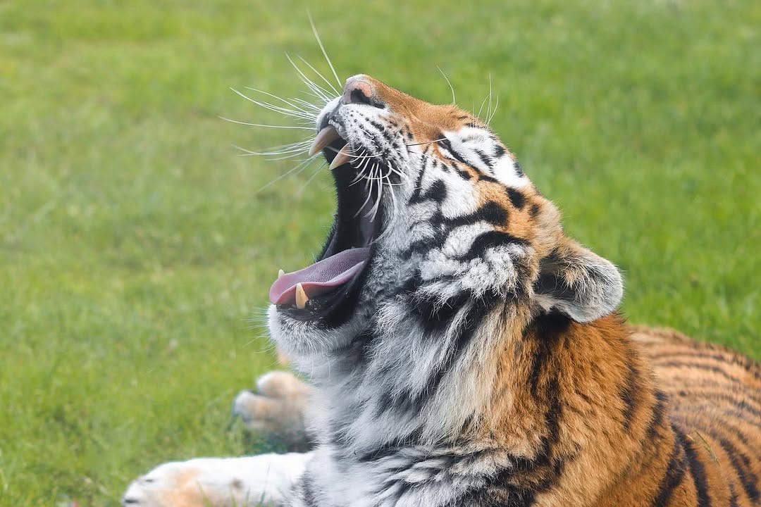 Post 8 by Nature & Wildlife Photography on Instagram (image)