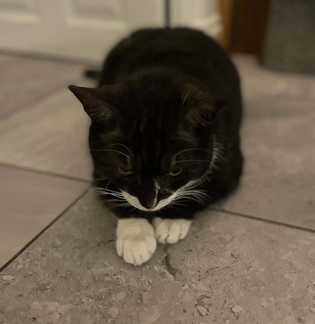 Post 4 by Tommy Tiger Cat 🐱 on Instagram (image)