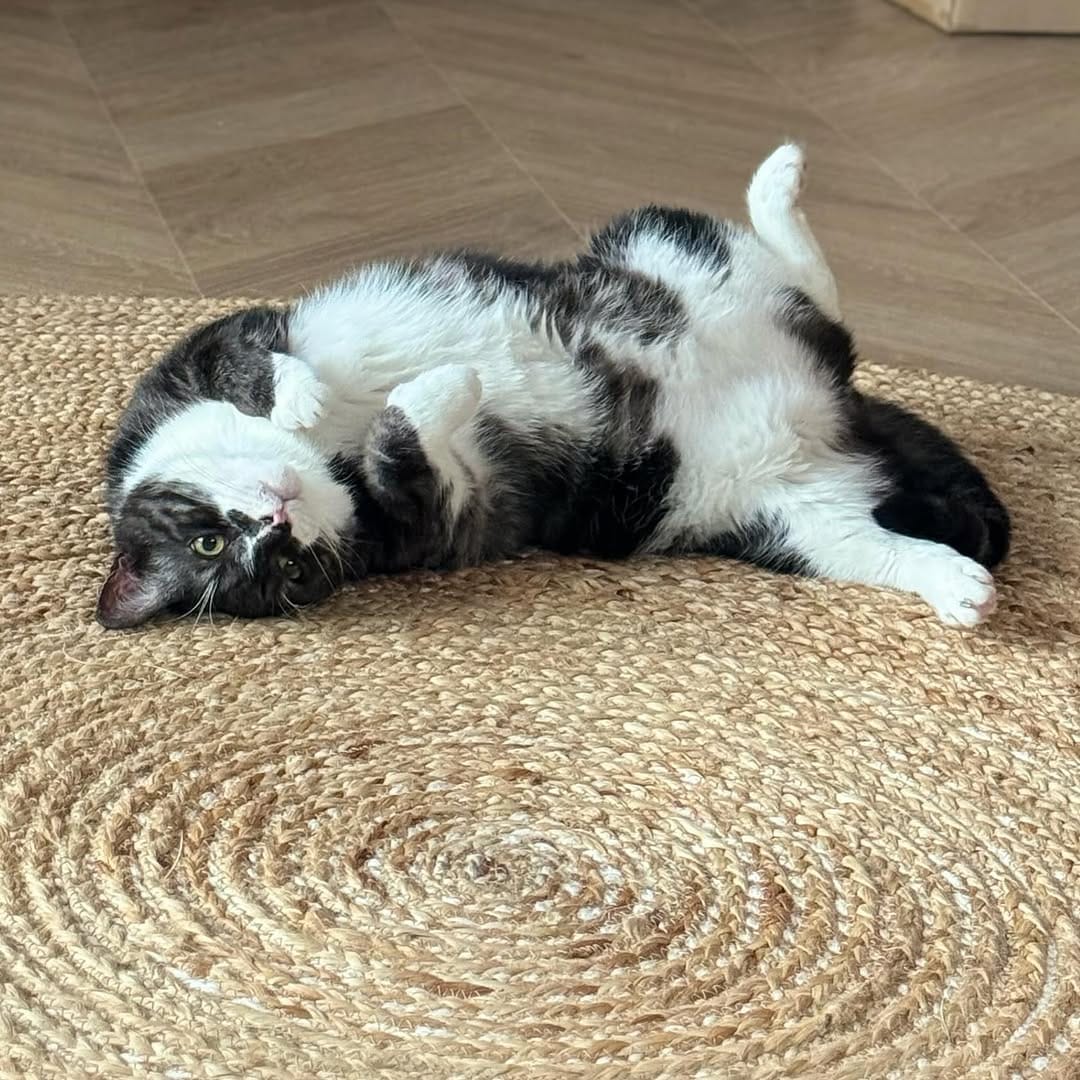 Post 2 by Tommy Tiger Cat 🐱 on Instagram (image)