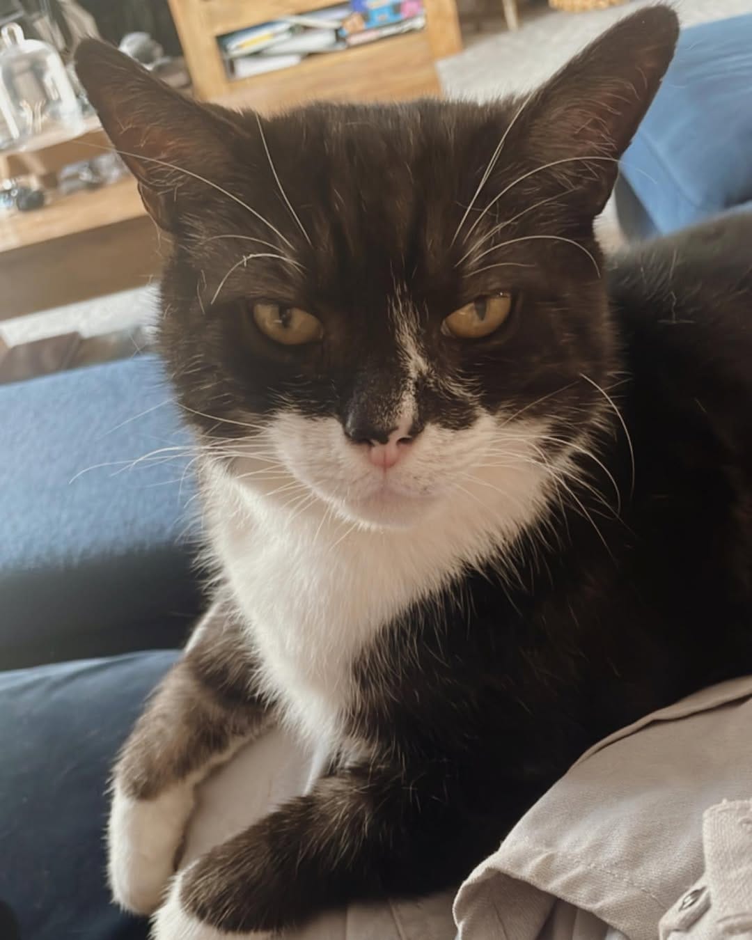 Post 7 by Tommy Tiger Cat 🐱 on Instagram (image)