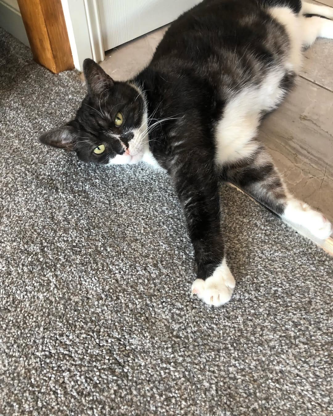 Post 9 by Tommy Tiger Cat 🐱 on Instagram (image)