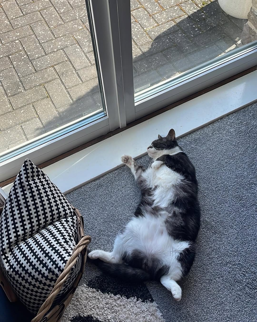 Post 10 by Tommy Tiger Cat 🐱 on Instagram (carousel)