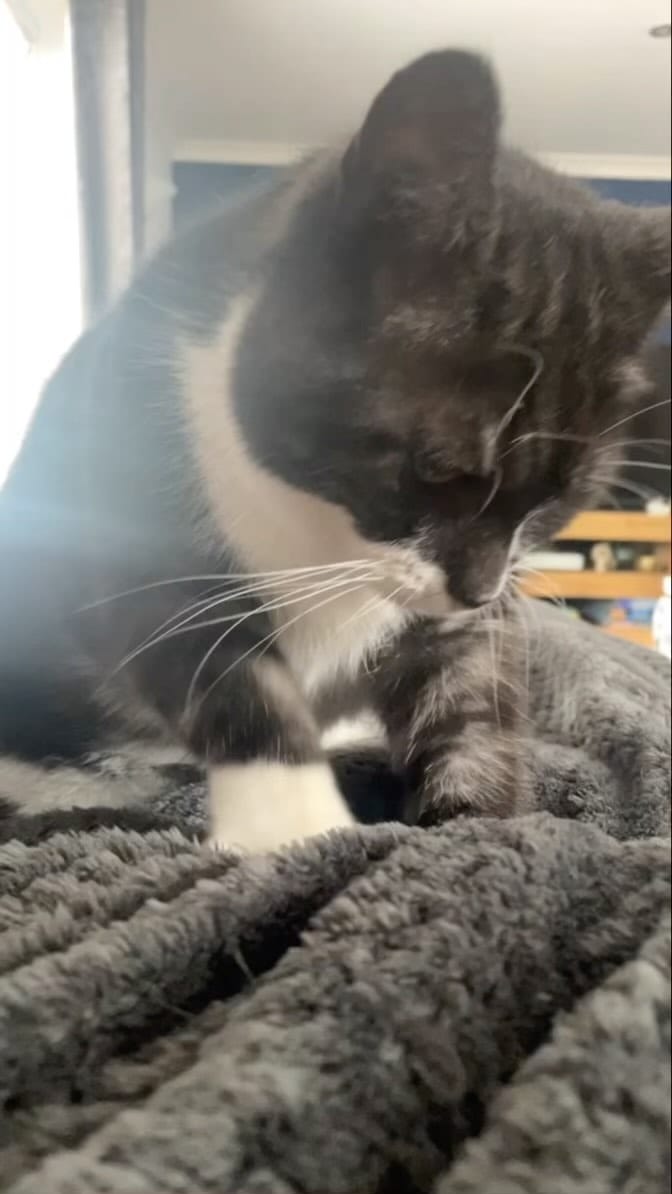 Post 6 by Tommy Tiger Cat 🐱 on Instagram (video)