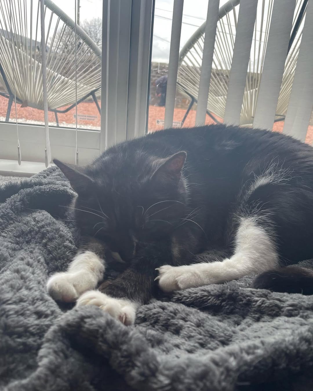 Post 8 by Tommy Tiger Cat 🐱 on Instagram (image)