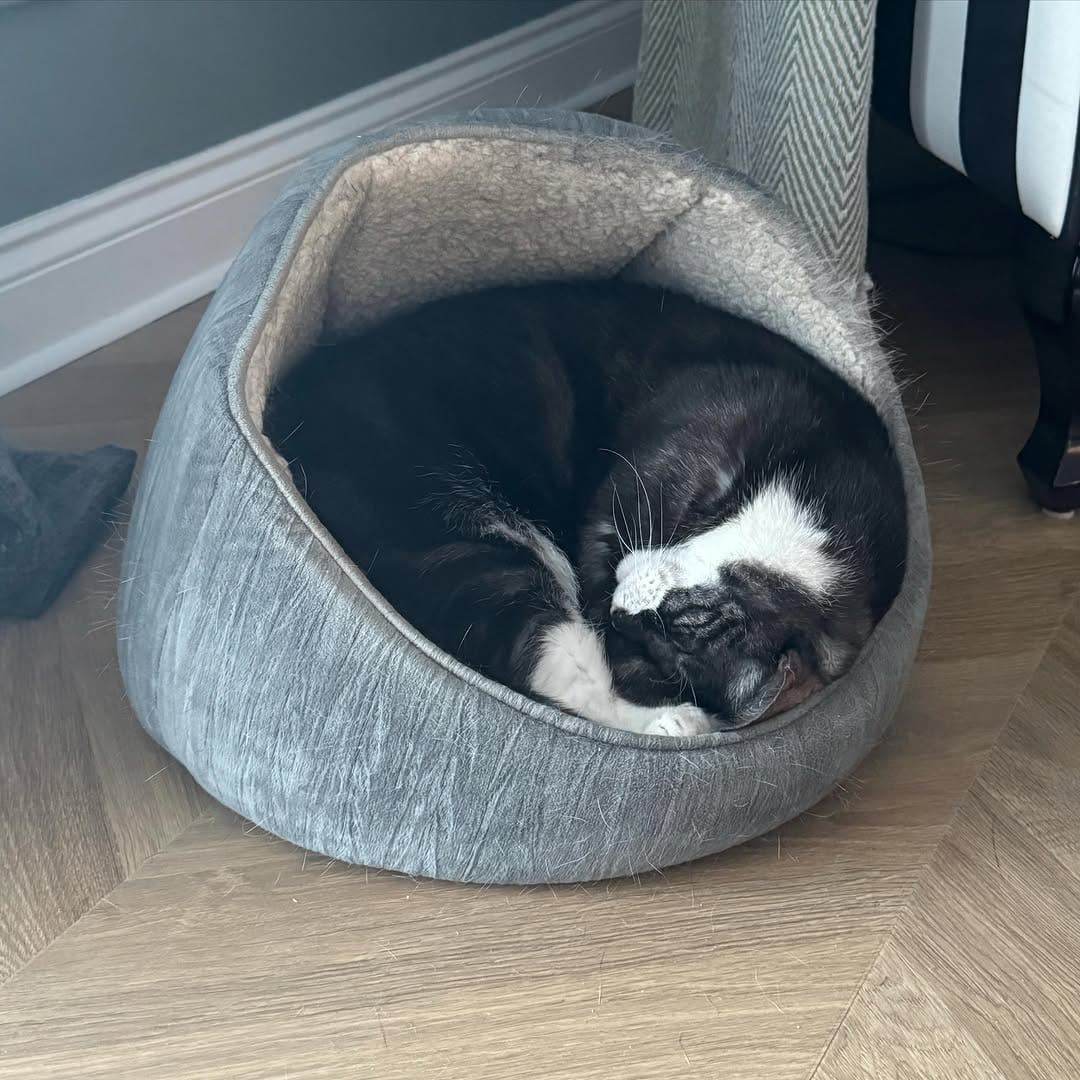 Post 1 by Tommy Tiger Cat 🐱 on Instagram (image)