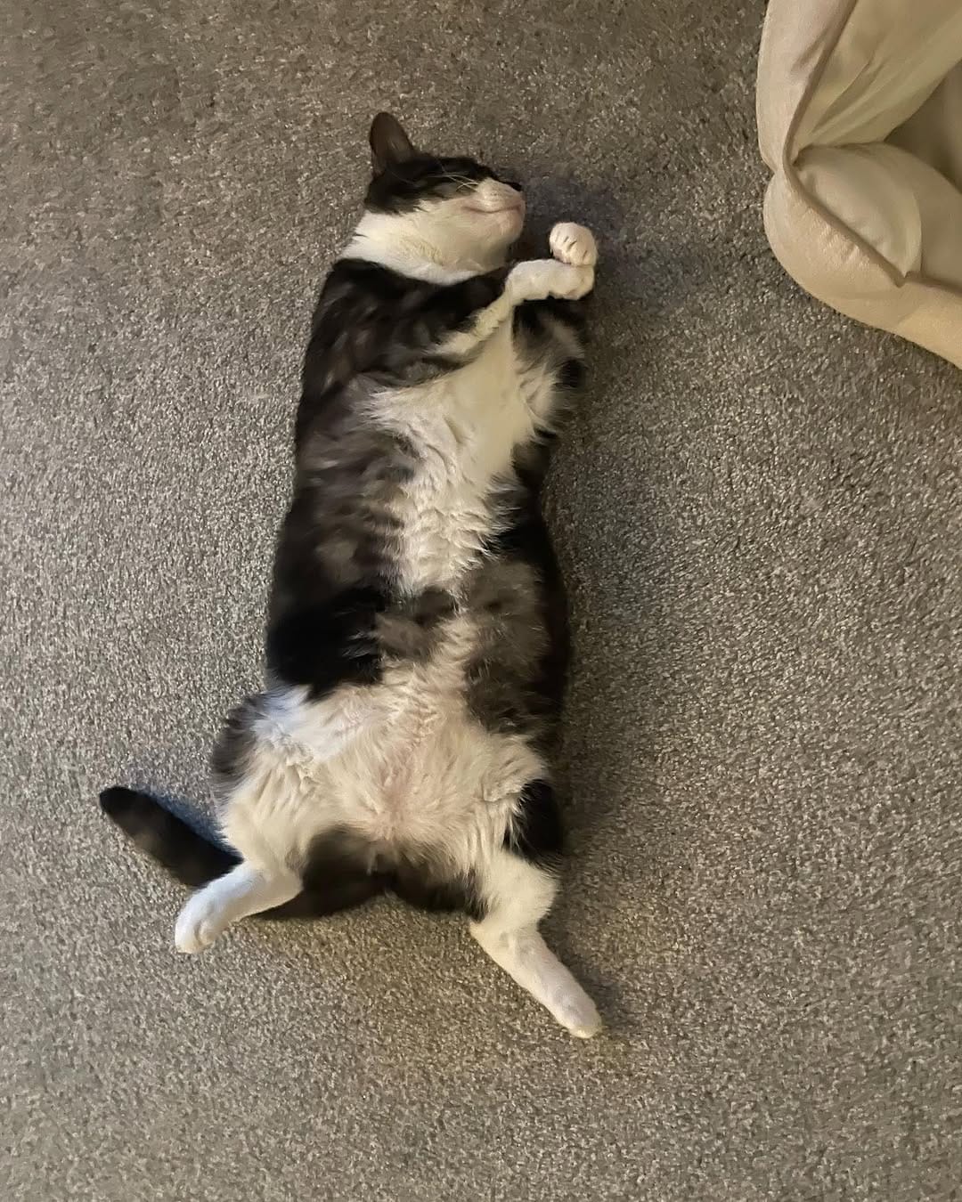 Post 5 by Tommy Tiger Cat 🐱 on Instagram (image)