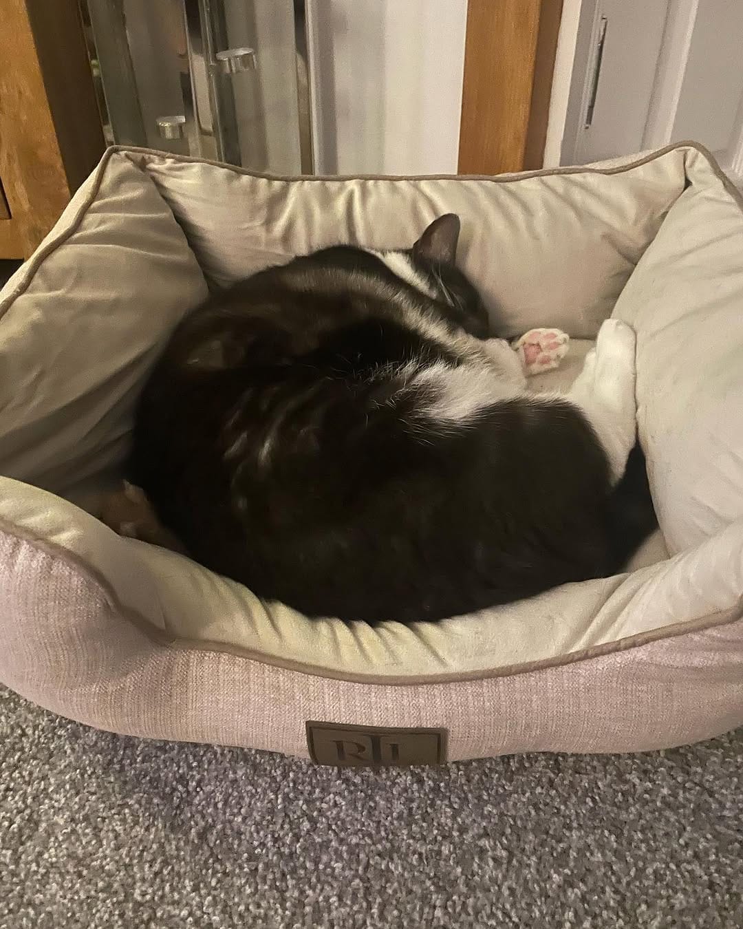Post 3 by Tommy Tiger Cat 🐱 on Instagram (image)