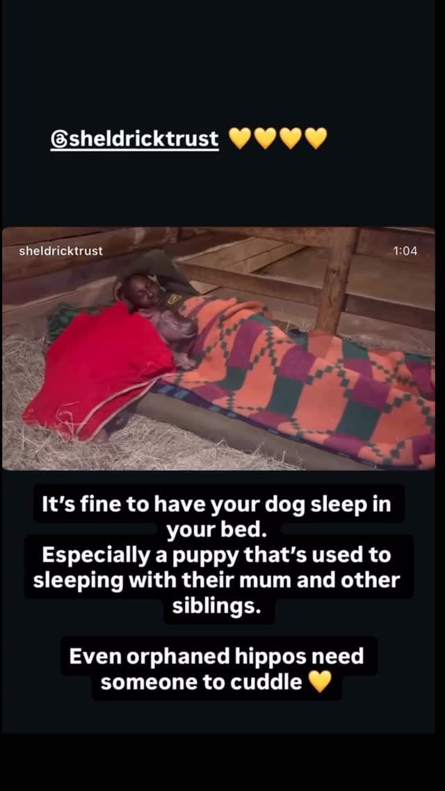 Post 5 by London Dog Training & Behaviour - Howl School for Dogs on Instagram (video)