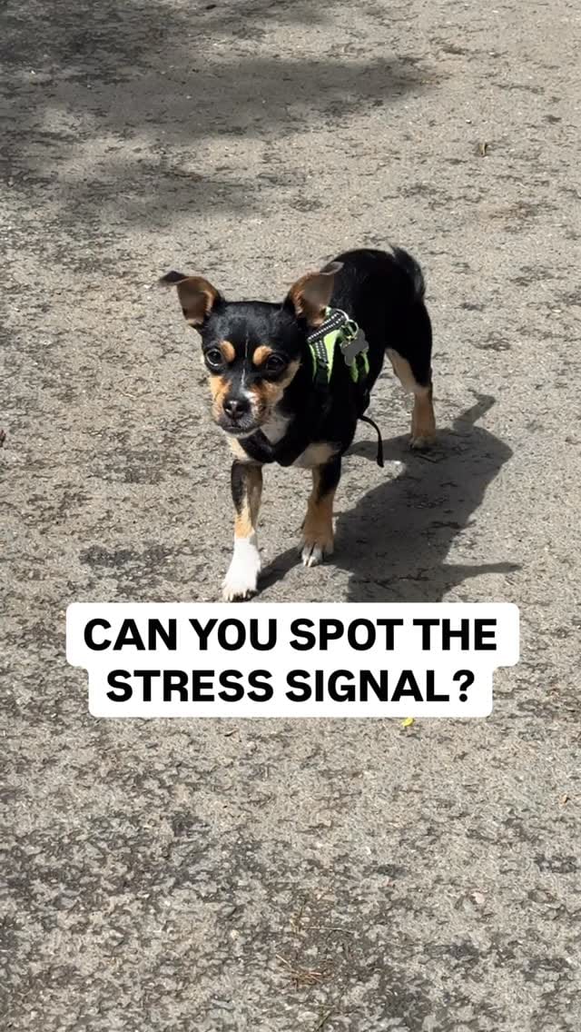 Post 2 by London Dog Training & Behaviour - Howl School for Dogs on Instagram (video)