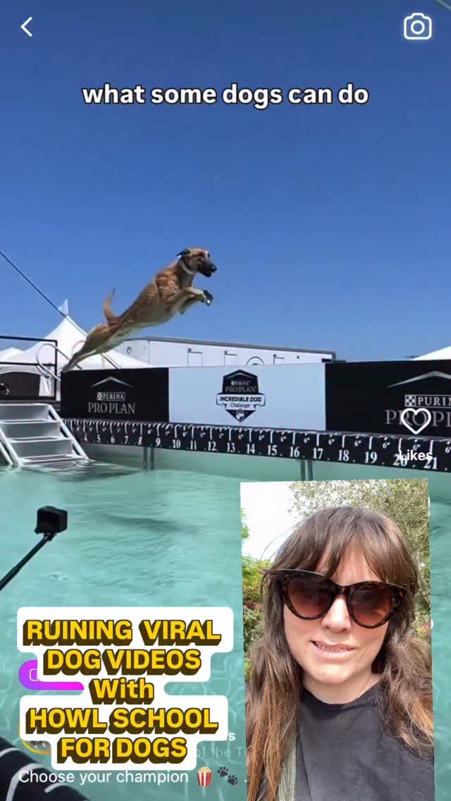 Post 10 by London Dog Training & Behaviour - Howl School for Dogs on Instagram (video)