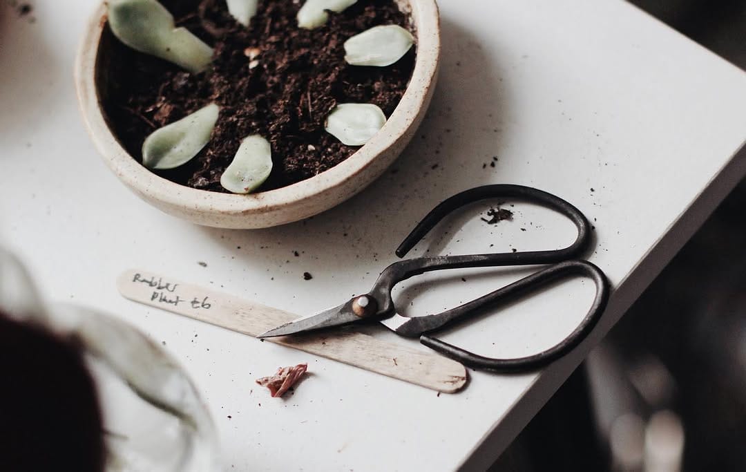 Post 9 by Charlotte Agnew on Instagram (image)