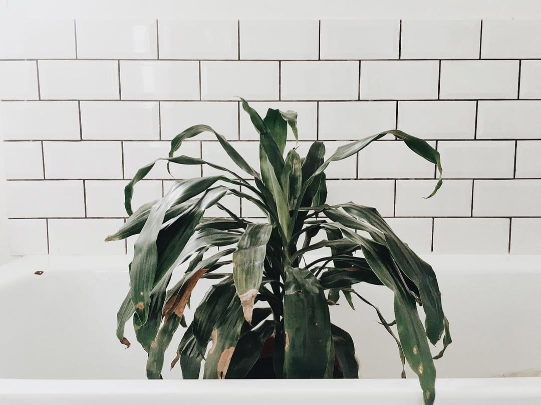 Post 10 by Charlotte Agnew on Instagram (image)