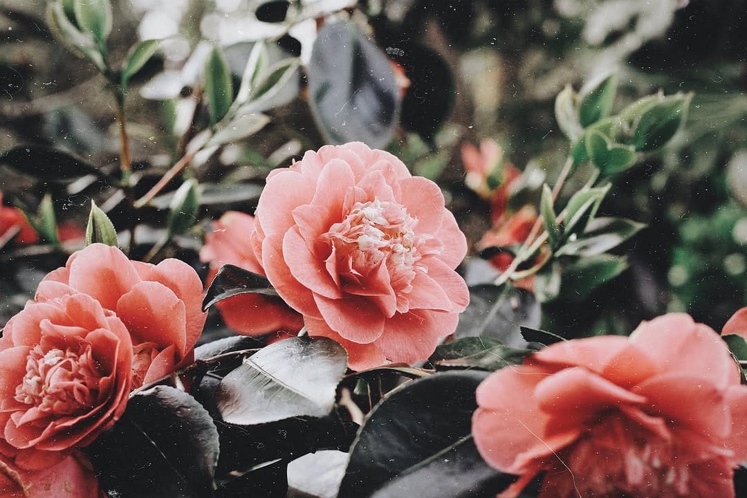 Post 8 by Charlotte Agnew on Instagram (image)