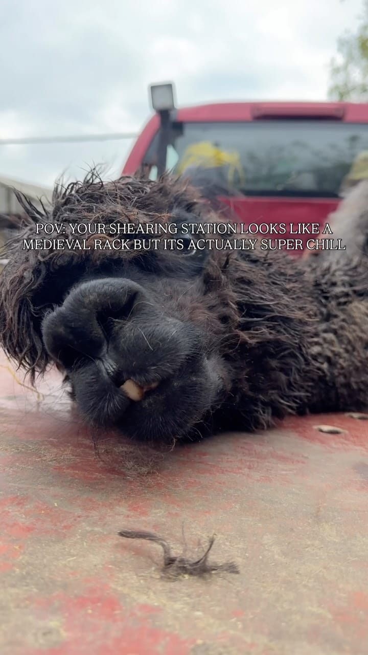 Post 1 by Millington's Magical Barn 🐷🐮🐔🐴 on Instagram (video)