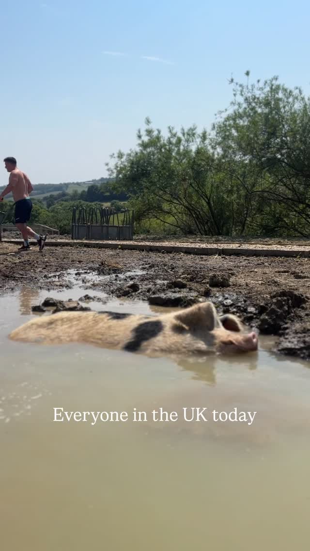 Post 2 by Millington's Magical Barn 🐷🐮🐔🐴 on Instagram (video)