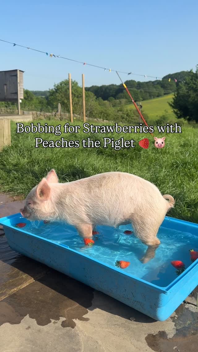 Post 3 by Millington's Magical Barn 🐷🐮🐔🐴 on Instagram (video)