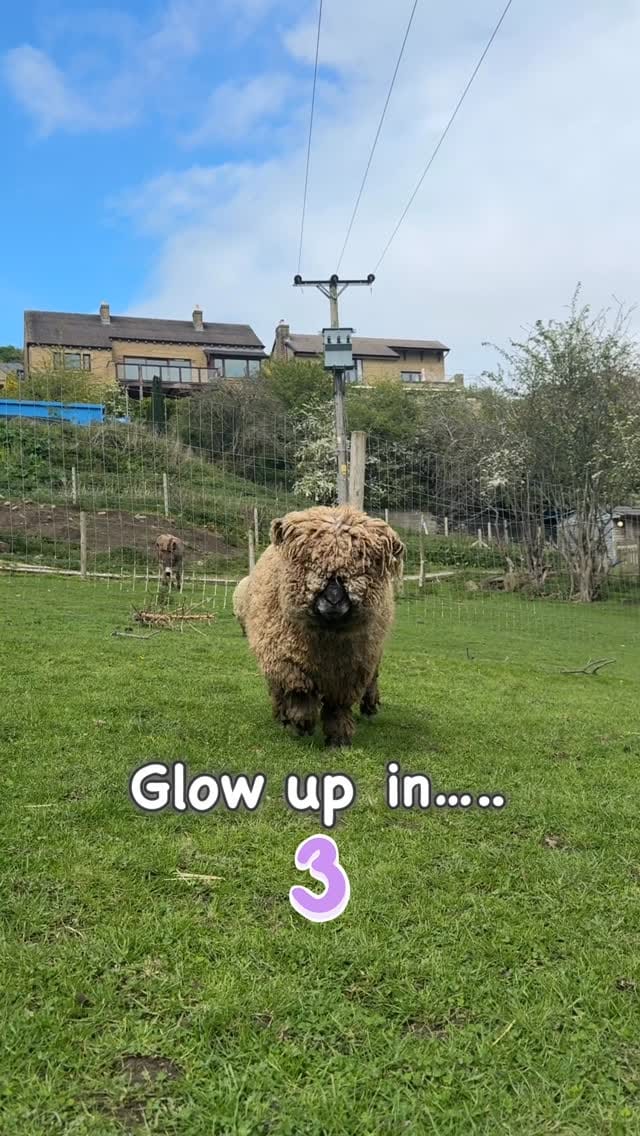 Post 6 by Millington's Magical Barn 🐷🐮🐔🐴 on Instagram (video)