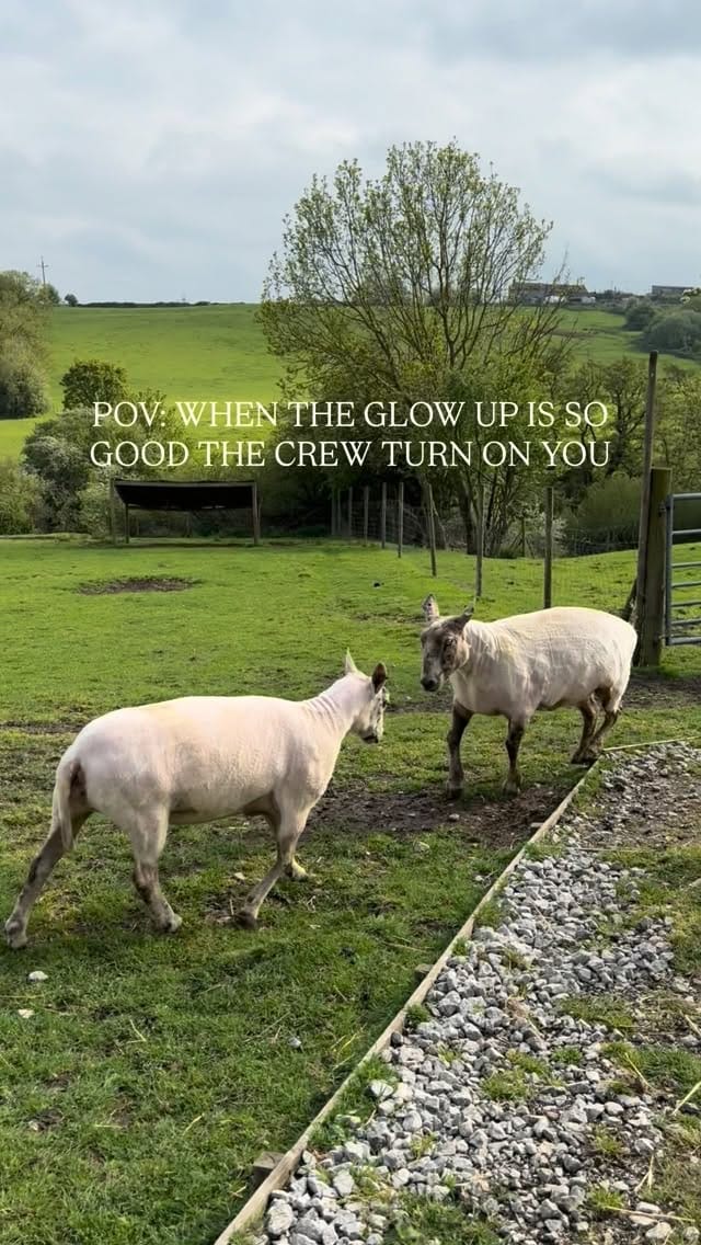 Post 8 by Millington's Magical Barn 🐷🐮🐔🐴 on Instagram (video)