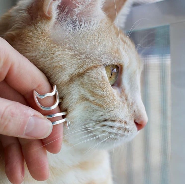 Post 2 by Cat Rescue Rings on Instagram (image)