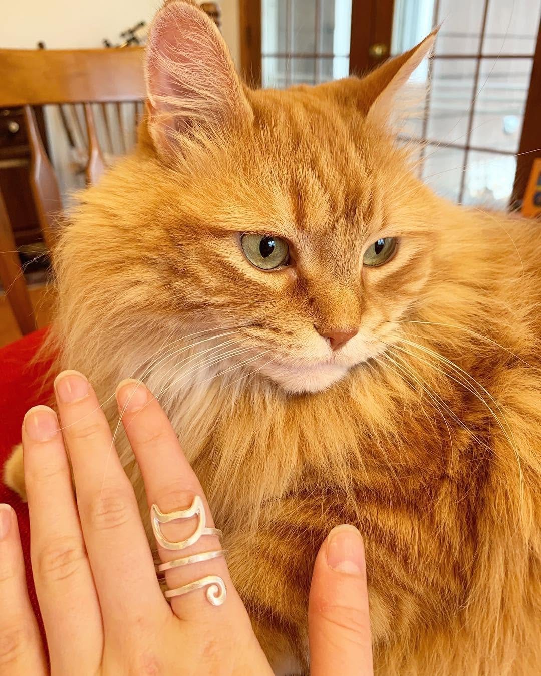 Post 3 by Cat Rescue Rings on Instagram (image)