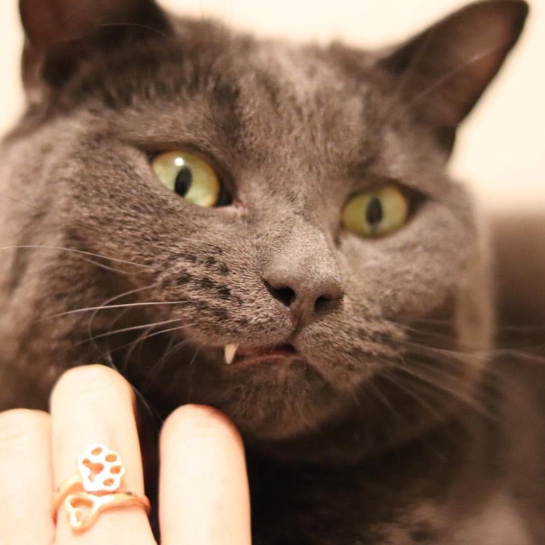 Post 8 by Cat Rescue Rings on Instagram (image)