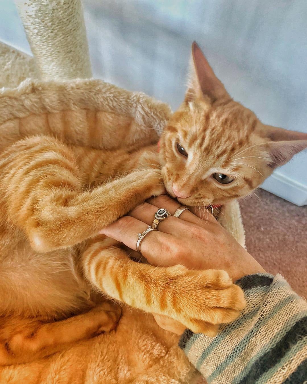 Post 10 by Cat Rescue Rings on Instagram (image)