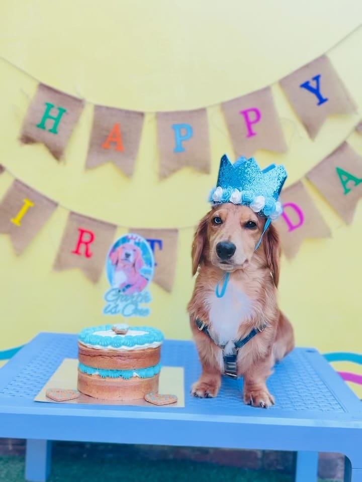 Post 3 by @fayesdoggyboutique on Instagram (carousel)