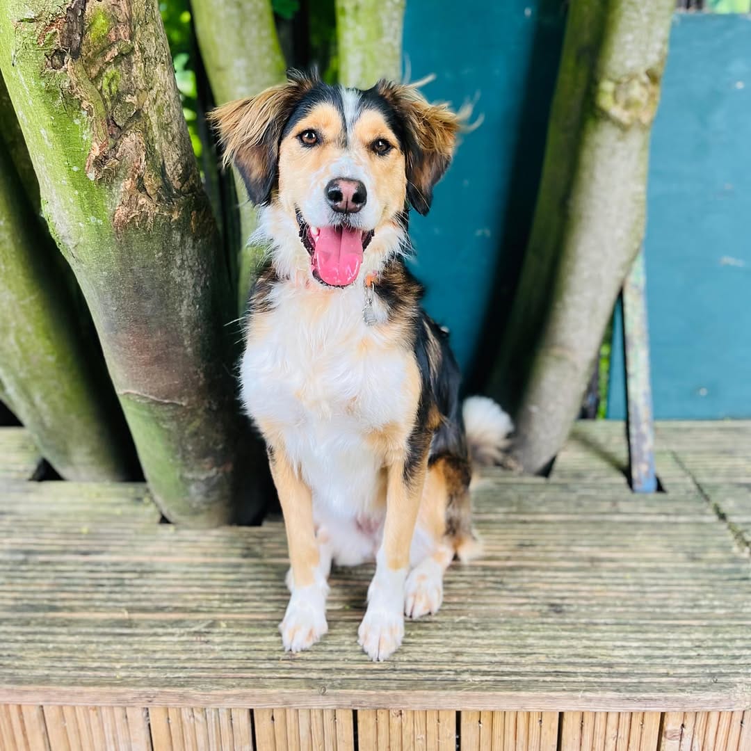 Post 5 by @fayesdoggyboutique on Instagram (carousel)