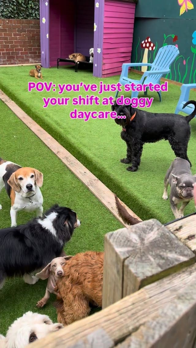 Post 6 by @fayesdoggyboutique on Instagram (video)