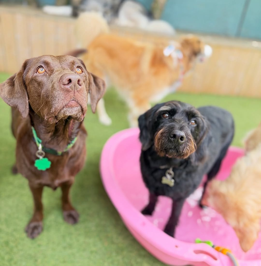 Post 4 by @fayesdoggyboutique on Instagram (carousel)