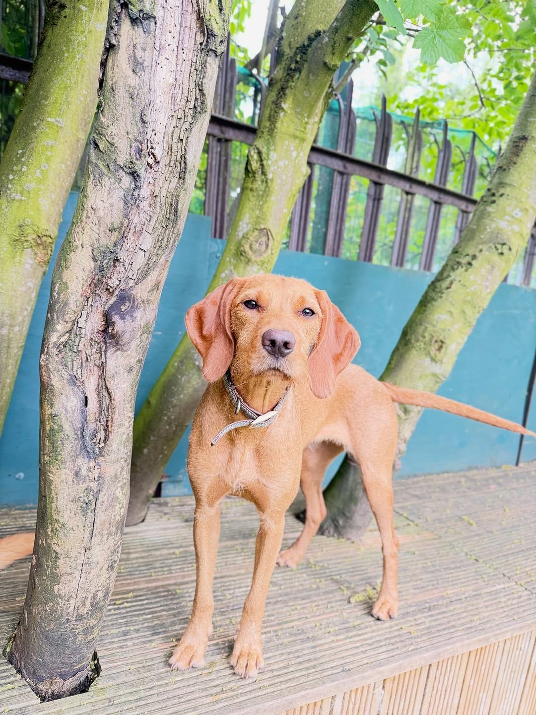 Post 7 by @fayesdoggyboutique on Instagram (carousel)