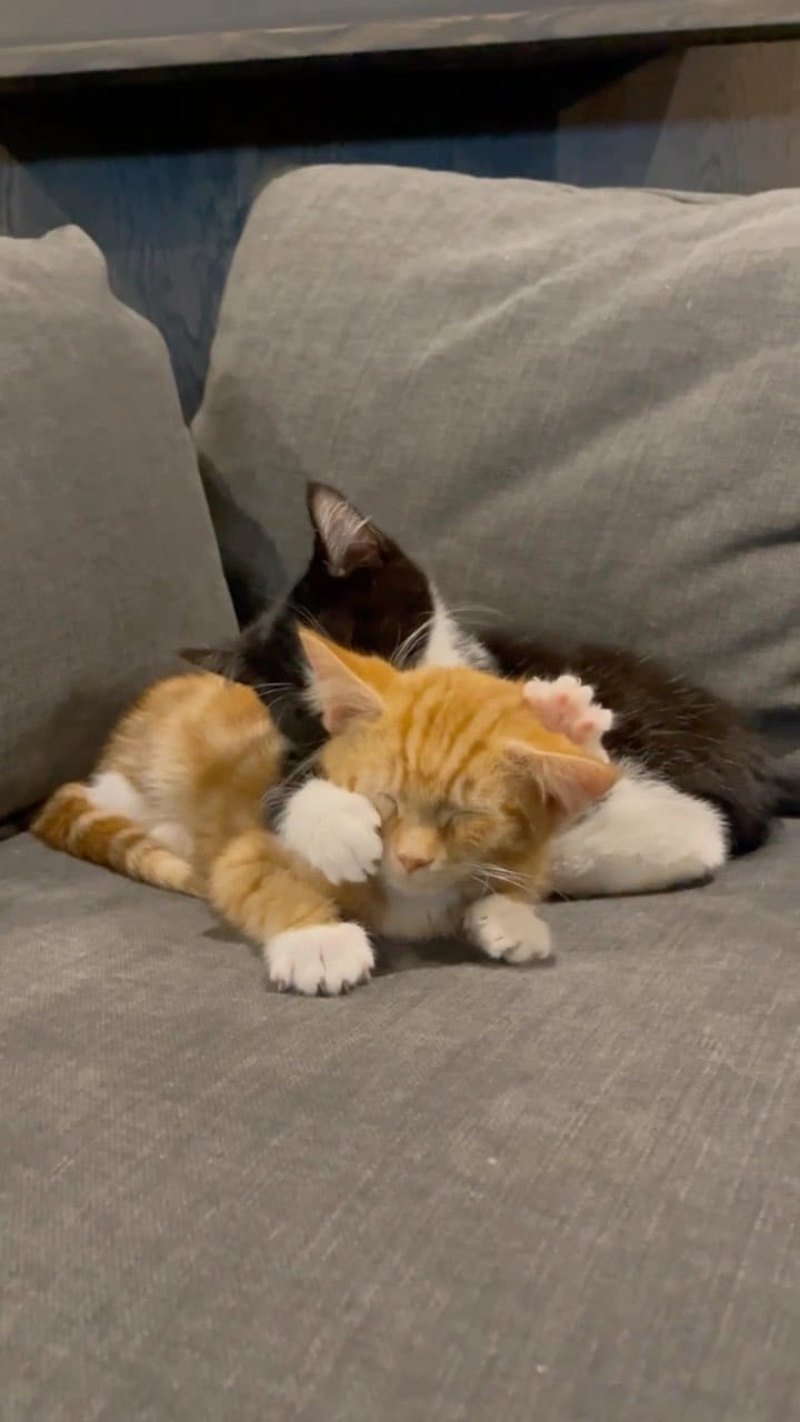 Post 8 by Java Whiskers UK on Instagram (video)