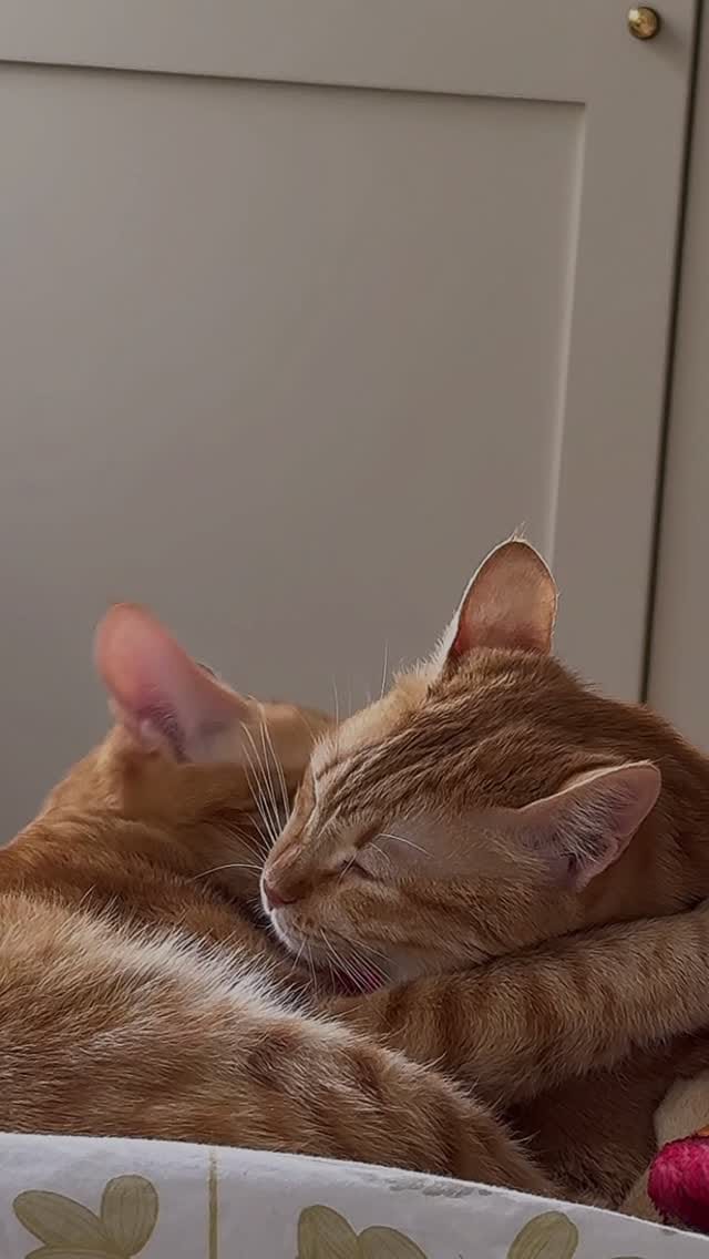 Post 4 by Java Whiskers UK on Instagram (video)