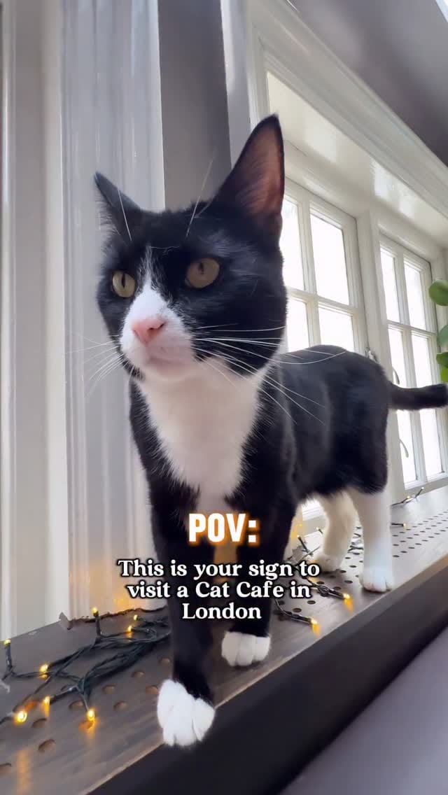 Post 7 by Java Whiskers UK on Instagram (video)