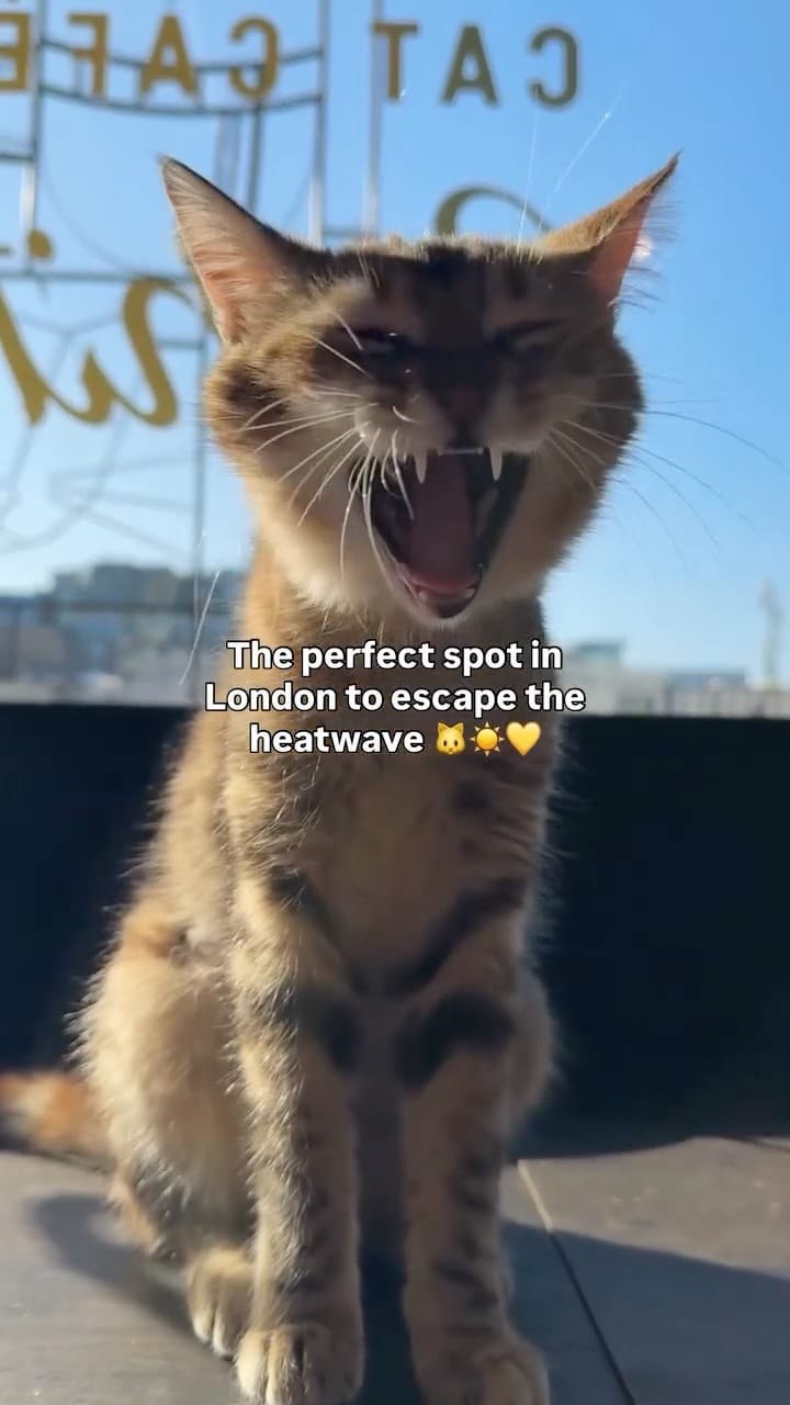 Post 2 by Java Whiskers UK on Instagram (video)