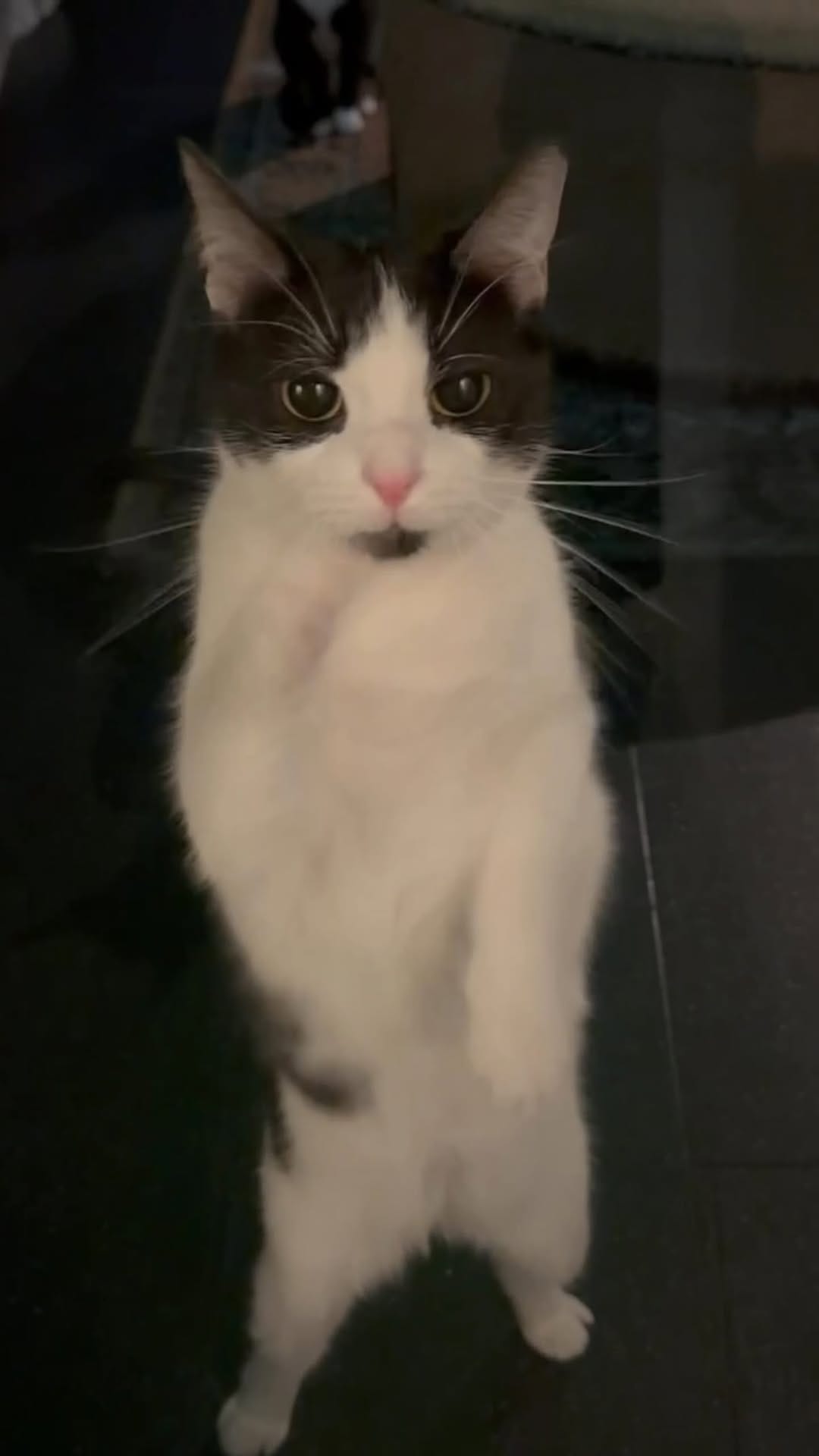 Post 5 by Java Whiskers UK on Instagram (video)