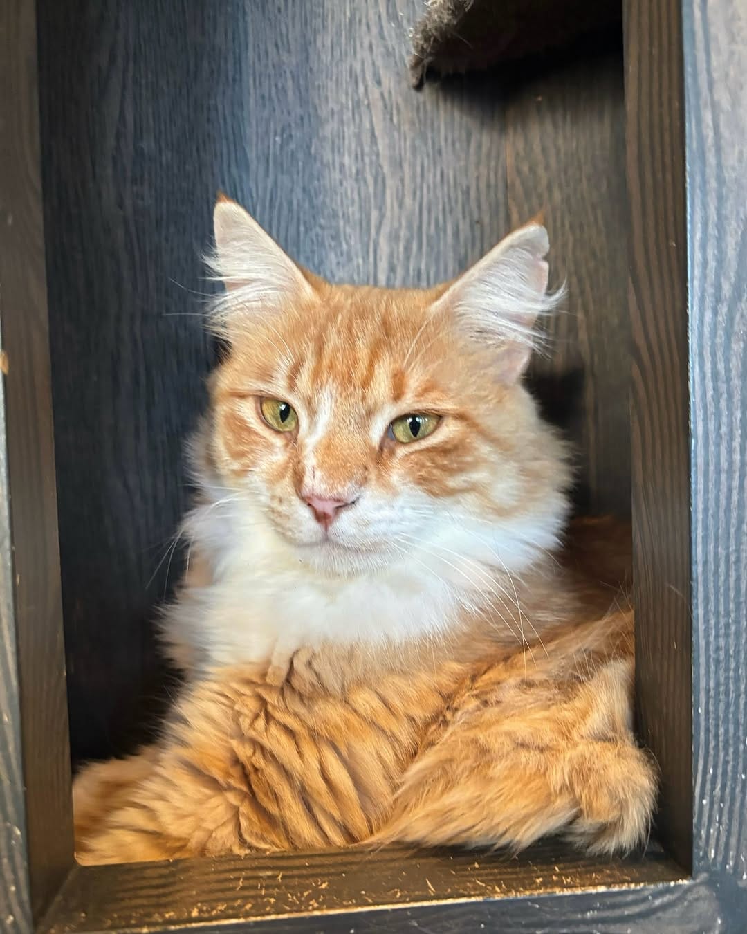 Post 6 by Java Whiskers UK on Instagram (carousel)