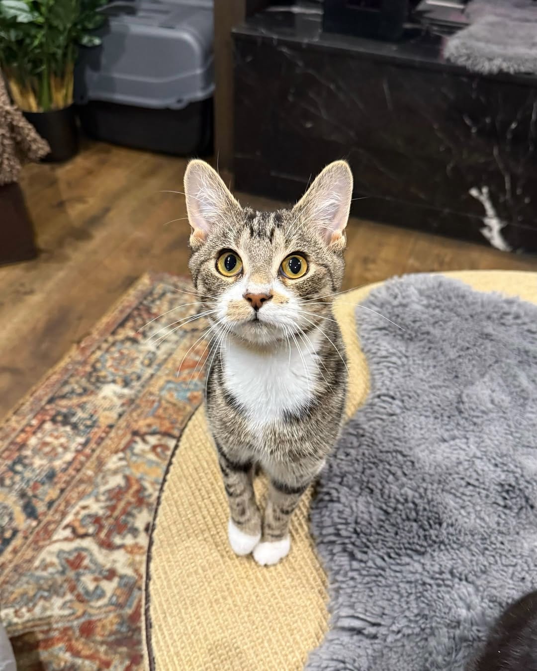 Post 3 by Java Whiskers UK on Instagram (carousel)