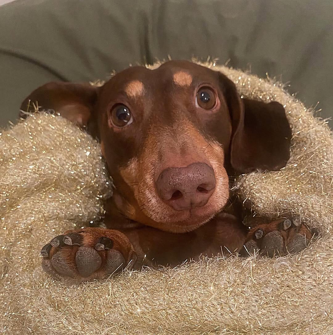 Post 1 by Harry the Dachshund on Instagram (image)
