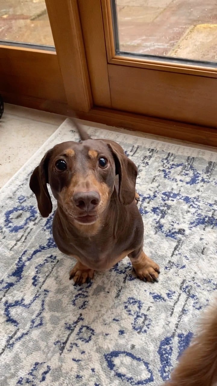 Post 7 by Harry the Dachshund on Instagram (video)