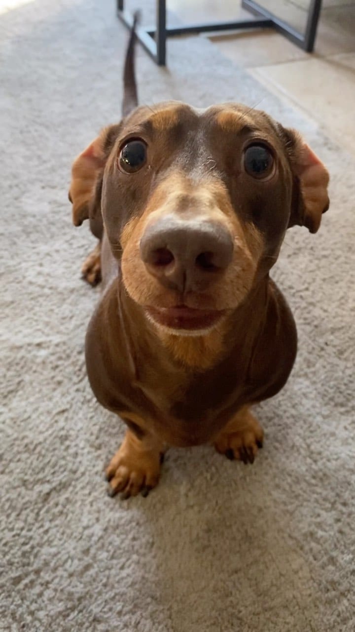 Post 9 by Harry the Dachshund on Instagram (video)