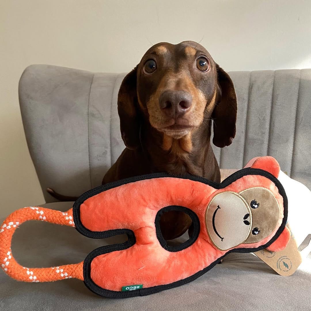 Post 10 by Harry the Dachshund on Instagram (image)