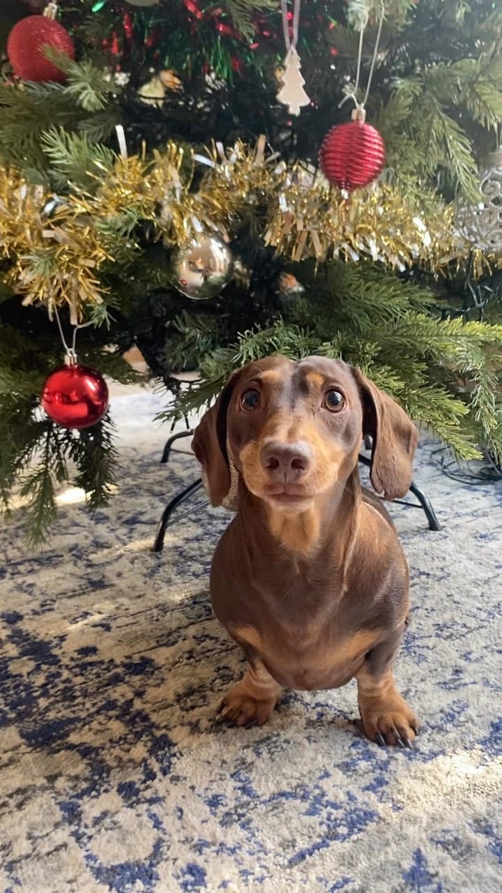 Post 2 by Harry the Dachshund on Instagram (video)