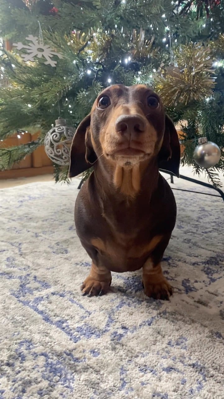 Post 3 by Harry the Dachshund on Instagram (video)