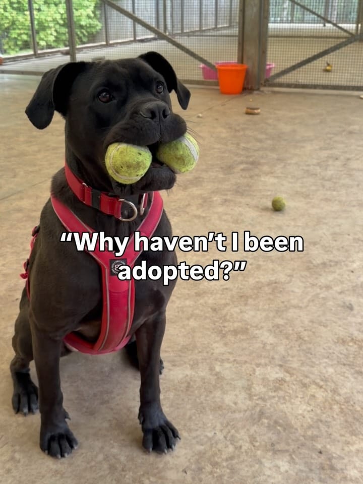 Post 8 by Scottish SPCA 🐾 on Instagram (carousel)