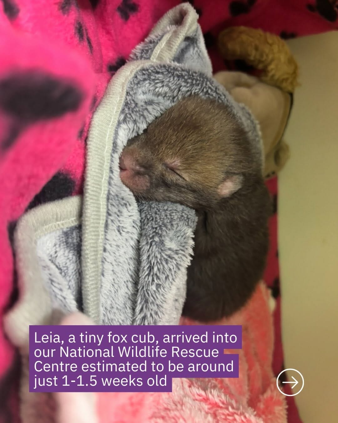 Post 5 by Scottish SPCA 🐾 on Instagram (carousel)