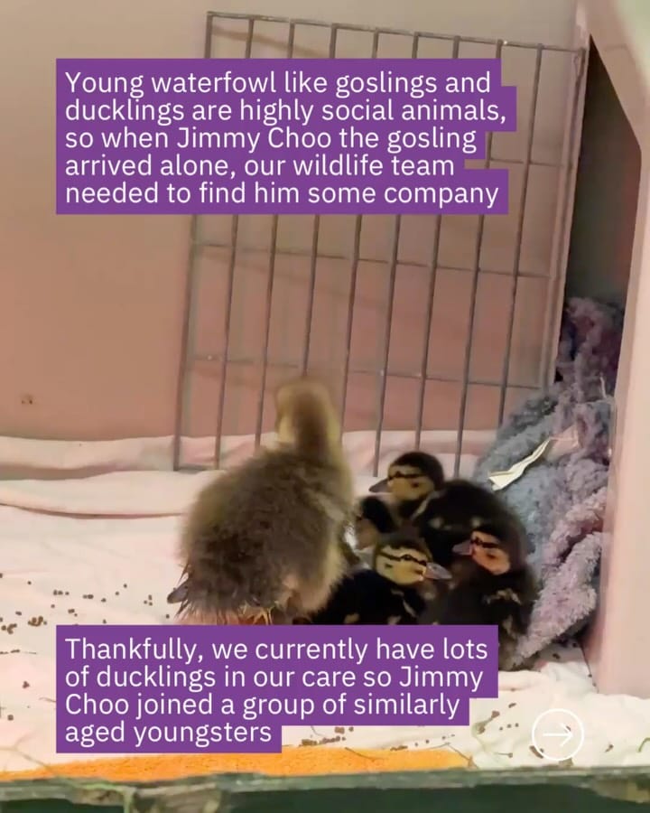 Post 2 by Scottish SPCA 🐾 on Instagram (carousel)